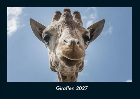 Giraffen 2027 Fotokalender DIN A4