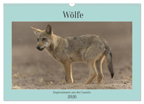 Wölfe, Impressionen aus der Lausitz (Wandkalender 2026 DIN A3 quer), CALVENDO Monatskalender
