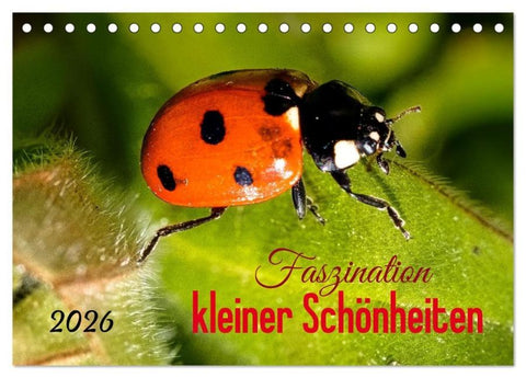 Faszination kleiner Schönheiten (Tischkalender 2026 DIN A5 quer), CALVENDO Monatskalender