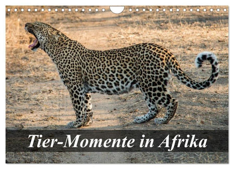 Tier-Momente in Afrika (Wandkalender 2026 DIN A4 quer), CALVENDO Monatskalender