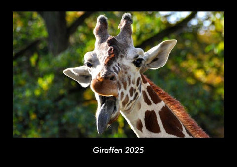 Giraffen 2025 Fotokalender DIN A3