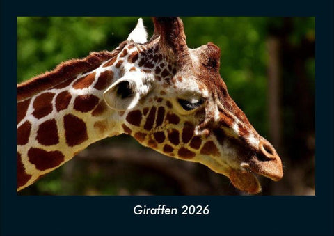 Giraffen 2026 Fotokalender DIN A4