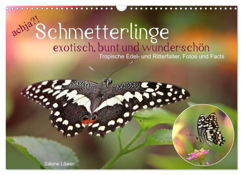 achja?! Schmetterlinge, exotisch, bunt und wunderschön (Wandkalender 2026 DIN A3 quer), CALVENDO Monatskalender
