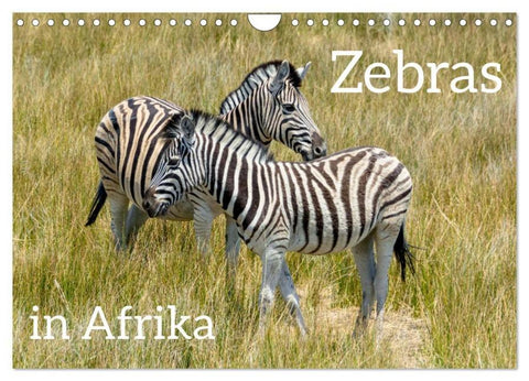 Zebras in Afrika (Wandkalender 2026 DIN A4 quer), CALVENDO Monatskalender