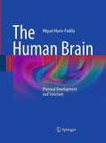 The Human Brain