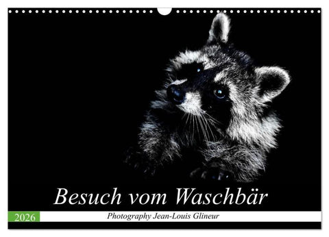 Besuch vom Waschbär (Wandkalender 2026 DIN A3 quer), CALVENDO Monatskalender