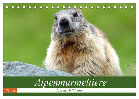 Alpenmurmeltiere in freier Wildbahn (Tischkalender 2026 DIN A5 quer), CALVENDO Monatskalender