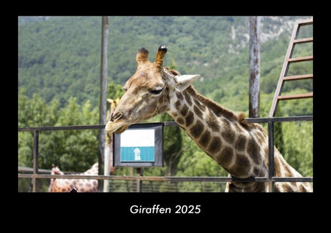 Giraffen 2025 Fotokalender DIN A3