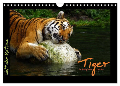 Welt der Katzen - Tiger (Wandkalender 2026 DIN A4 quer), CALVENDO Monatskalender
