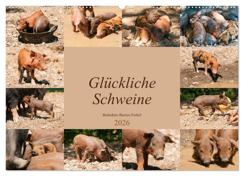 Glückliche Schweine Berkshire-Iberico Ferkel (Wandkalender 2026 DIN A2 quer), CALVENDO Monatskalender