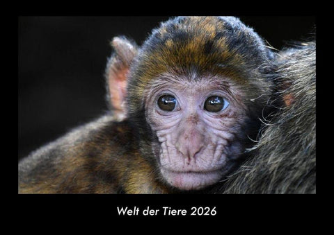 Welt der Tiere 2026 Fotokalender DIN A3