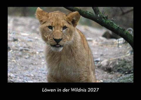 Löwen in der Wildnis 2027 Fotokalender DIN A3
