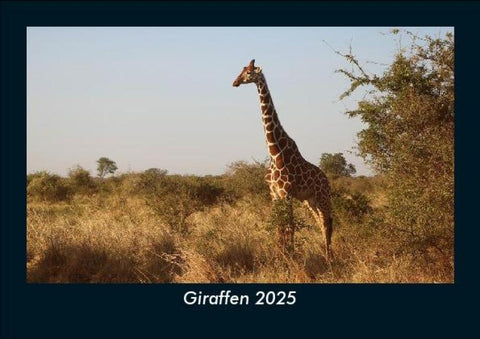 Giraffen 2025 Fotokalender DIN A5