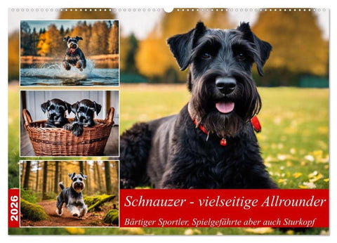Schnauzer - vielseitige Allrounder (Wandkalender 2026 DIN A2 quer), CALVENDO Monatskalender