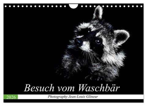 Besuch vom Waschbär (Wandkalender 2026 DIN A4 quer), CALVENDO Monatskalender