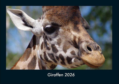 Giraffen 2026 Fotokalender DIN A4