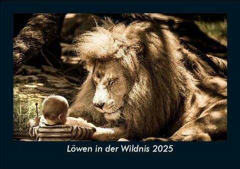 Löwen in der Wildnis 2025 Fotokalender DIN A5