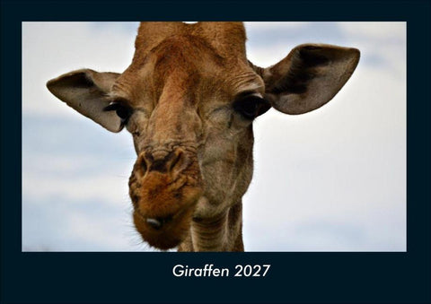 Giraffen 2027 Fotokalender DIN A4