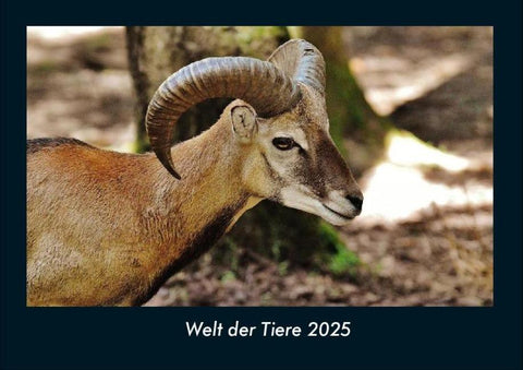 Welt der Tiere 2025 Fotokalender DIN A4