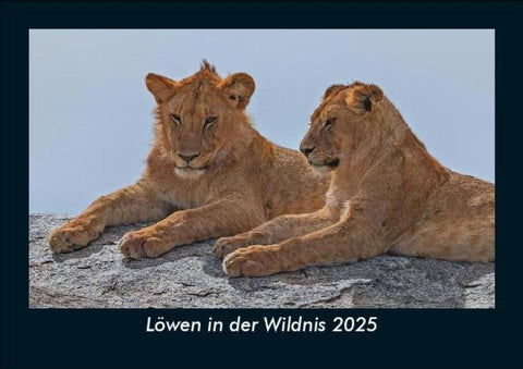Löwen in der Wildnis 2025 Fotokalender DIN A5