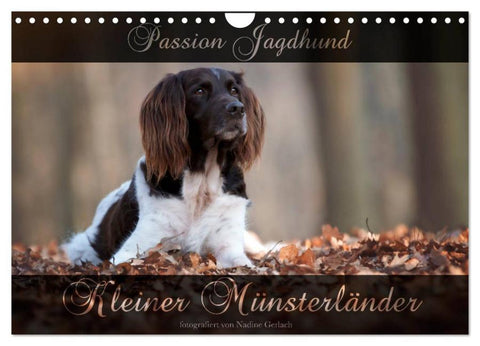 Passion Jagdhund - Kleiner Münsterländer (Wandkalender 2026 DIN A4 quer), CALVENDO Monatskalender
