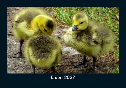 Enten 2027 Fotokalender DIN A5
