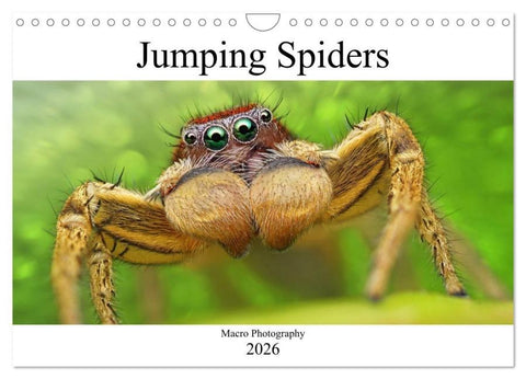 Jumping Spiders (Wall Calendar 2026 DIN A4 landscape), CALVENDO 12 Month Wall Calendar