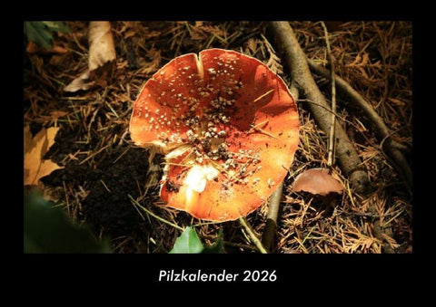 Pilzkalender 2026 Fotokalender DIN A3