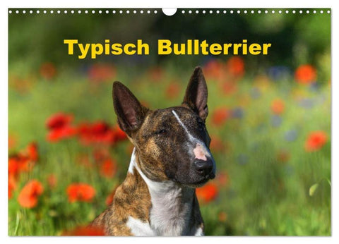 Typisch Bullterrier (Wandkalender 2026 DIN A3 quer), CALVENDO Monatskalender