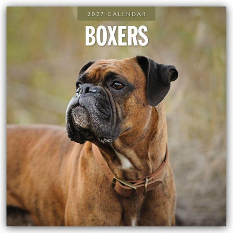 Boxers – Deutscher Boxer 2027 – 16-Monatskalender