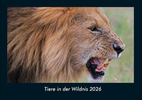Tiere in der Wildnis 2026 Fotokalender DIN A4