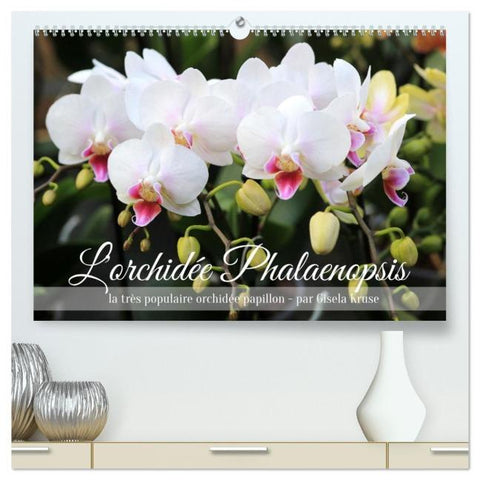 L'orchidée Phalaenopsis (Calendrier mural 2026 DIN A2 vertical) calendrier de bureau