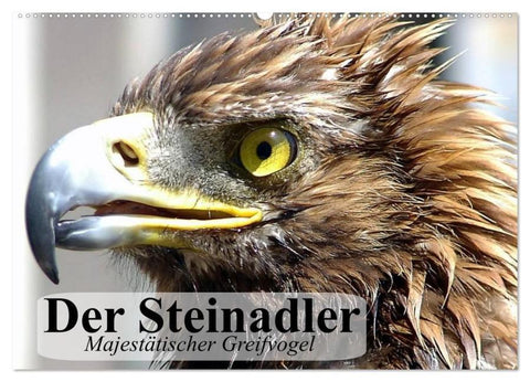 Der Steinadler. Majestätischer Greifvogel (Wandkalender 2026 DIN A2 quer), CALVENDO Monatskalender