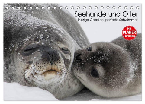 Seehunde und Otter. Putzige Gesellen, perfekte Schwimmer (Tischkalender 2026 DIN A5 quer), CALVENDO Monatskalender
