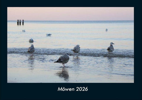 Möwen 2026 Fotokalender DIN A4