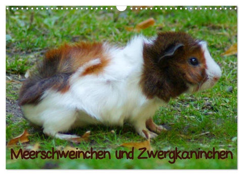 Meerschweinchen und Zwergkaninchen (Wandkalender 2026 DIN A3 quer), CALVENDO Monatskalender