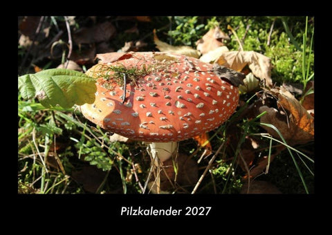 Pilzkalender 2027 Fotokalender DIN A3