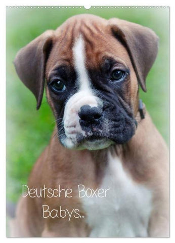 Deutsche Boxer Babys... (Wandkalender 2026 DIN A2 hoch), CALVENDO Monatskalender