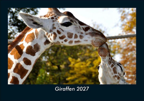 Giraffen 2027 Fotokalender DIN A5