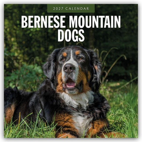 Bernese Mountain Dog – Berner Sennenhund 2027 – 16-Monatskalender