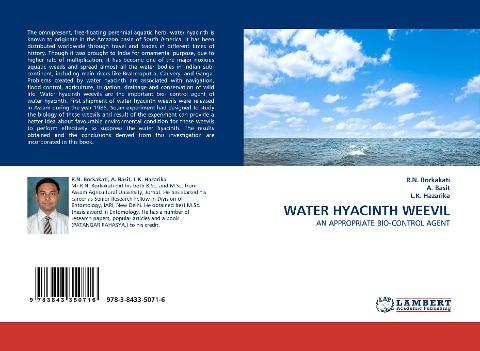 WATER HYACINTH WEEVIL
