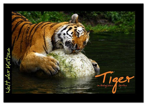Welt der Katzen - Tiger (Tischkalender 2026 DIN A5 quer), CALVENDO Monatskalender