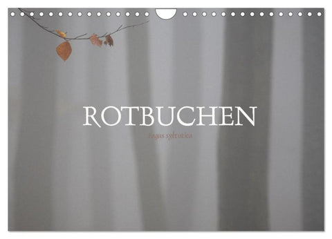 Rotbuchen (Wandkalender 2026 DIN A4 quer), CALVENDO Monatskalender