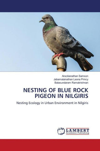 NESTING OF BLUE ROCK PIGEON IN NILGIRIS