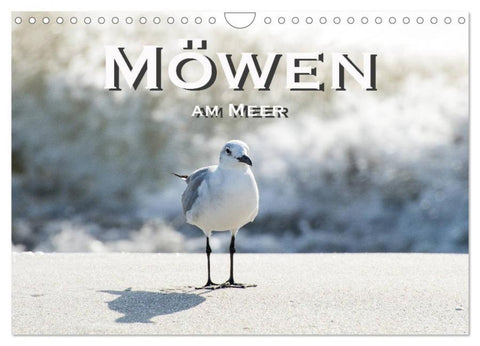 Möwen am Meer (Wandkalender 2026 DIN A4 quer), CALVENDO Monatskalender