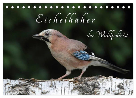 Eichelhäher der Waldpolizist (Tischkalender 2026 DIN A5 quer), CALVENDO Monatskalender