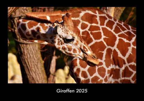 Giraffen 2025 Fotokalender DIN A3
