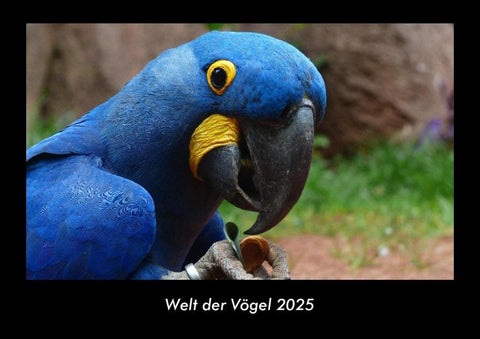 Welt der Vögel 2025 Fotokalender DIN A3