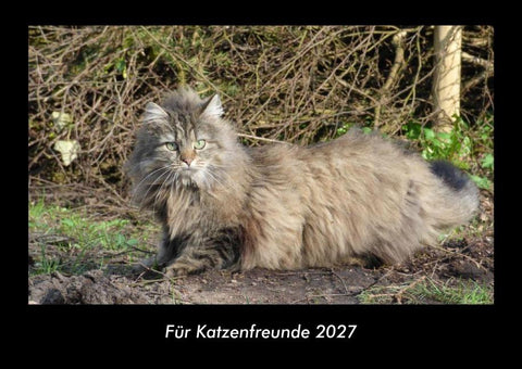 Für Katzenfreunde 2027 Fotokalender DIN A3