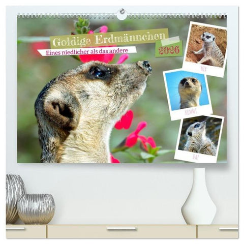 Goldige Erdmännchen (hochwertiger Premium Wandkalender 2026 DIN A2 quer), Kunstdruck in Hochglanz